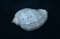藏品(大楊桃螺)的圖片